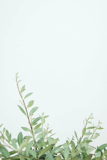 Aeschynanthus Parvifolium 'Lipstick Plant' 17.5cm Basket